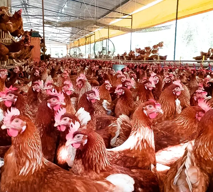 Ovos Caipira no Ceará